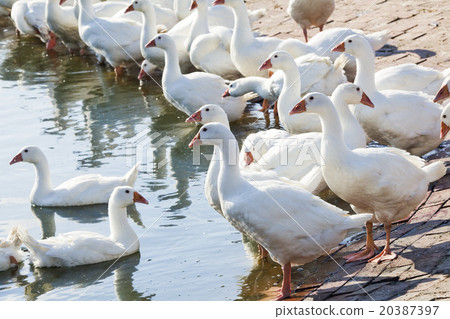 牧場裡的白鵝 20387397