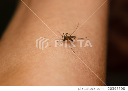 mosquito sucking blood 20392308