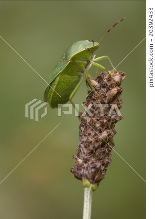pentatomidae palomena prasina on a flower 20392433