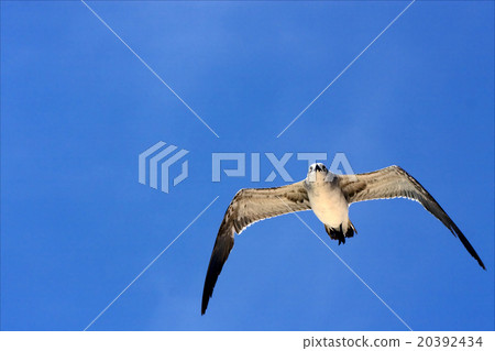 sea gull flying the sky in mexico playa del carmen 20392434