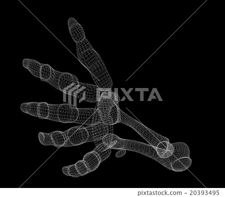 Human  hand skeleton 20393495