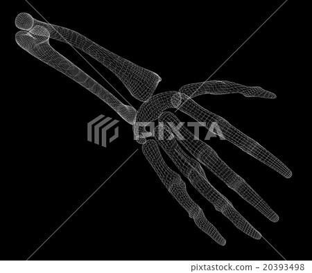 Human  hand skeleton 20393498