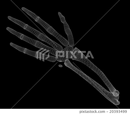 Human  hand skeleton 20393499