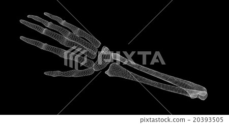 Human hand skeleton Human hand skeleton 20393505