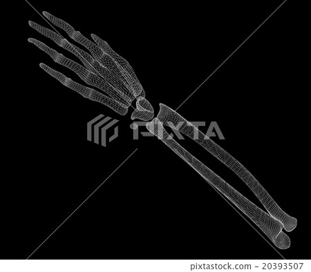 Human hand skeleton Human hand skeleton 20393507