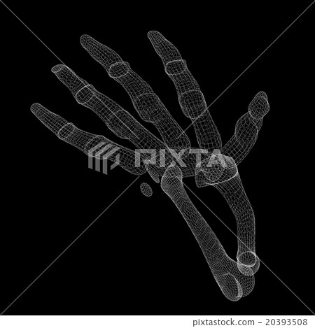 Human hand skeleton Human hand skeleton 20393508
