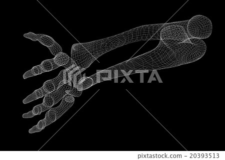 Human  hand skeleton 20393513