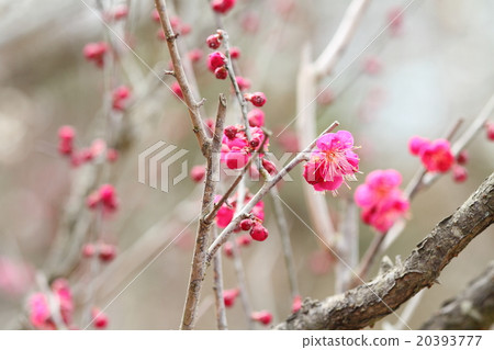 Ume flower Ume flower 20393777