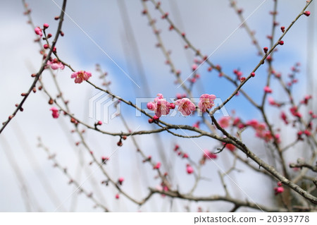 Ume flower Ume flower 20393778