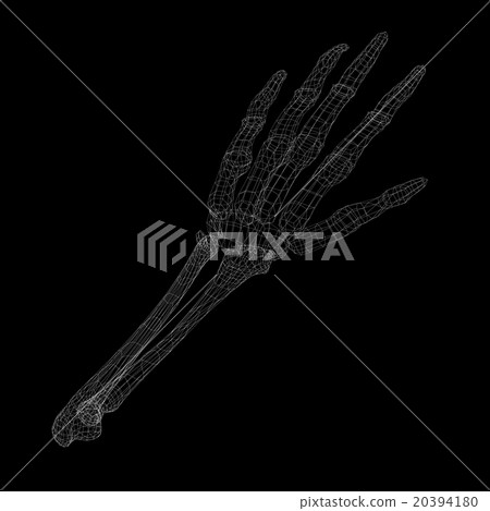 Human hand skeleton Human hand skeleton 20394180