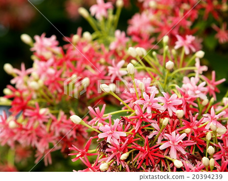 Chinese honey suckle red pink group flowers 20394239