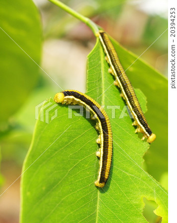 black green stripe tropical leaves worms black green stripe tropical leaves worms 20394253