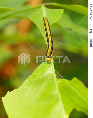 black green stripe tropical leaves worms black green stripe tropical leaves worms 20394254