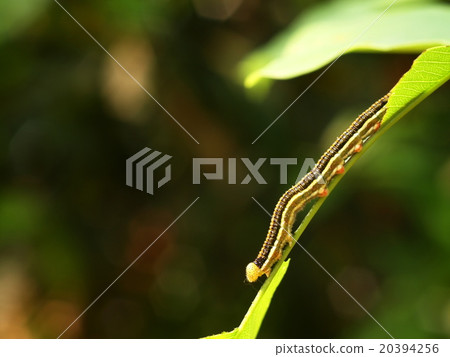 black green stripe tropical leaves worms black green stripe tropical leaves worms 20394256