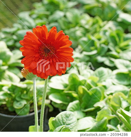 beautiful gerbera or Barberton daisy flower 20394286