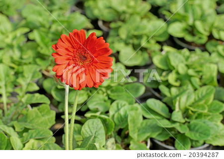 beautiful gerbera or Barberton daisy flower 20394287