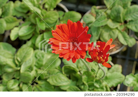 beautiful gerbera or barberton daisy flower 20394290