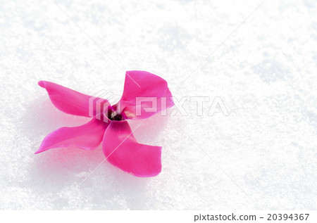 Cyclamen on snow Cyclamen on snow 20394367