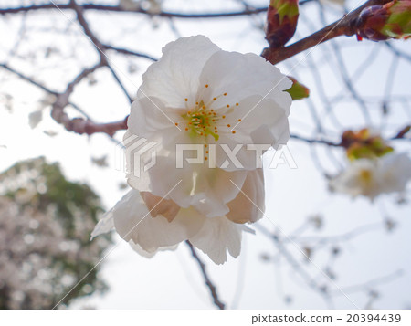 Sakura Taiki(Taihaku) Sakura Taiki(Taihaku) 20394439