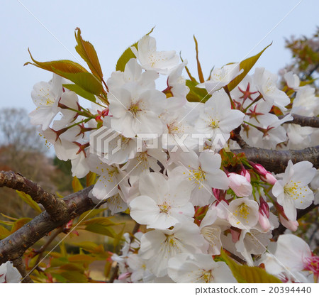 櫻花Yamazakura(灌木Yamazakura) 櫻花Yamazakura(灌木Yamazakura) 20394440