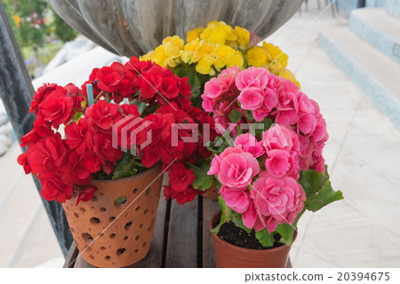 Flower Euphorbia milii in pot Flower Euphorbia milii in pot 20394675
