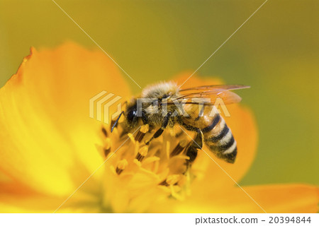 Honey bee collecting honey on cosmos 20394844