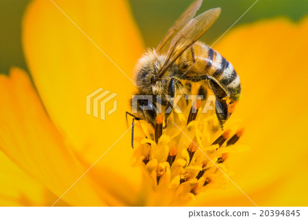 Honey bee collecting honey on cosmos 20394845