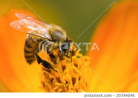 在波斯菊上採蜜的蜜蜂 20394846