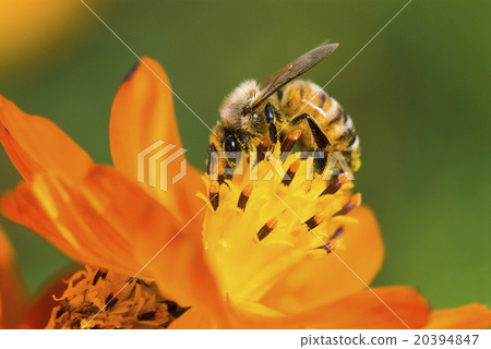 Honey bee collecting honey on cosmos 20394847