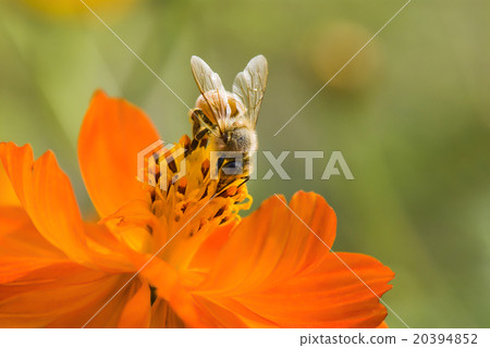 在波斯菊上採蜜的蜜蜂 在波斯菊上採蜜的蜜蜂 20394852