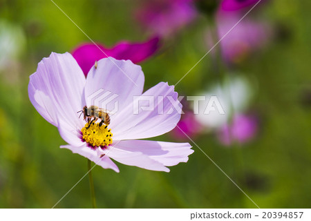 Honey bee collecting honey on cosmos 20394857