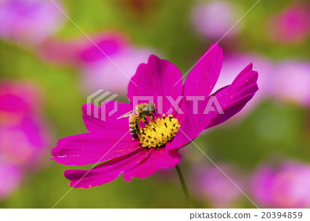 在波斯菊上採蜜的蜜蜂 20394859