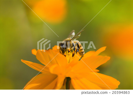 在波斯菊上採蜜的蜜蜂 在波斯菊上採蜜的蜜蜂 20394863