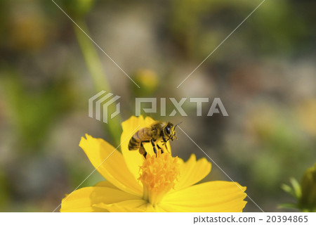 Honey bee collecting honey on cosmos 20394865