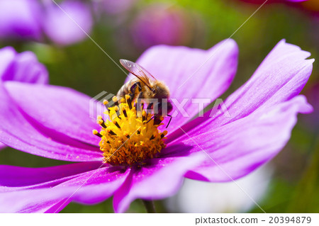 Honey bee collecting honey on cosmos 20394879