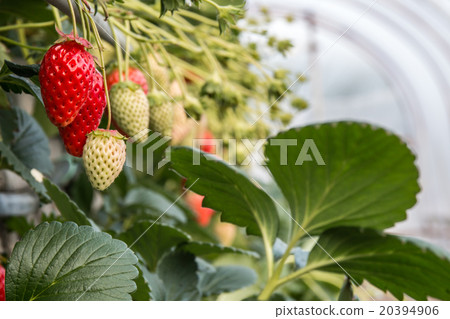 Strawberry hunting house 20394906
