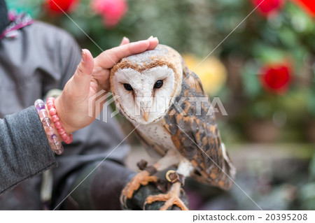 體驗男人的貓頭鷹 20395208