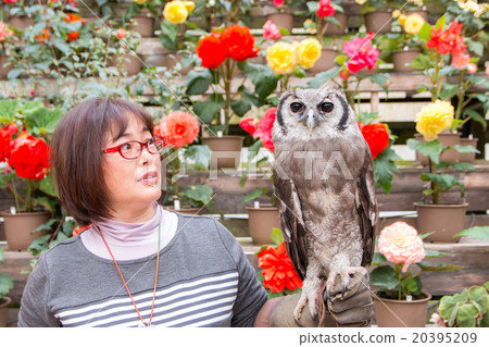 非洲大象hazuku 20395209