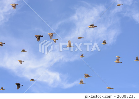 Flock of Blackbirds Flying 20395233