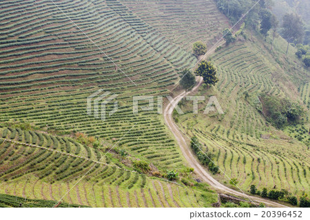 green tea plantation landscape green tea plantation landscape 20396452