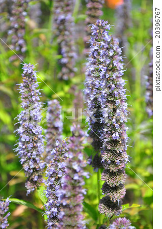 Korean mint (Agastache rugosa) 20396767