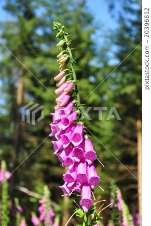 Common foxglove (Digitalis purpurea) 20396812