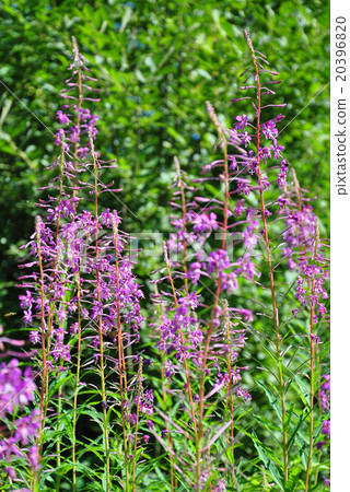Fireweed (Epilobium angustifolium) 20396820