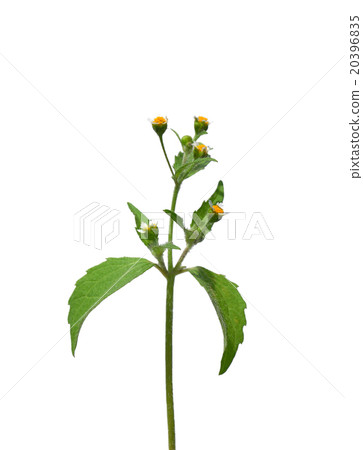 Shaggy soldier (Galinsoga ciliata) 20396835