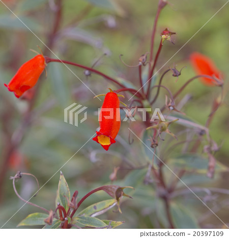 Orange flowers, bouquet of gerber Orange flowers, bouquet of gerber 20397109