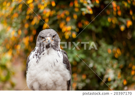 A hawk 20397170