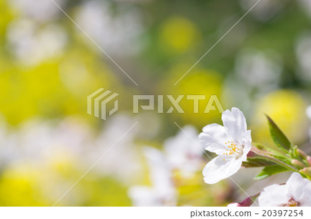 一朵櫻花盛開的油菜花和櫻花盛開 20397254