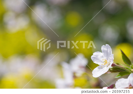 一朵櫻花盛開的油菜花和櫻花盛開 20397255