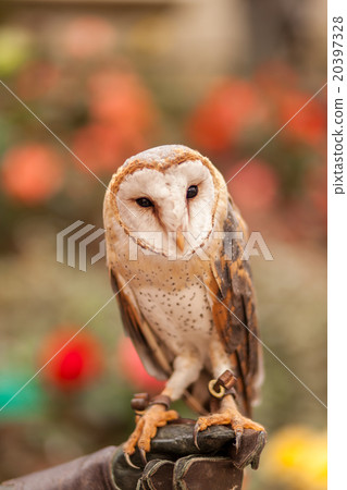 Experience Men owl 20397328