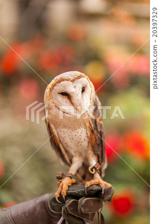 Experience Men owl 20397329